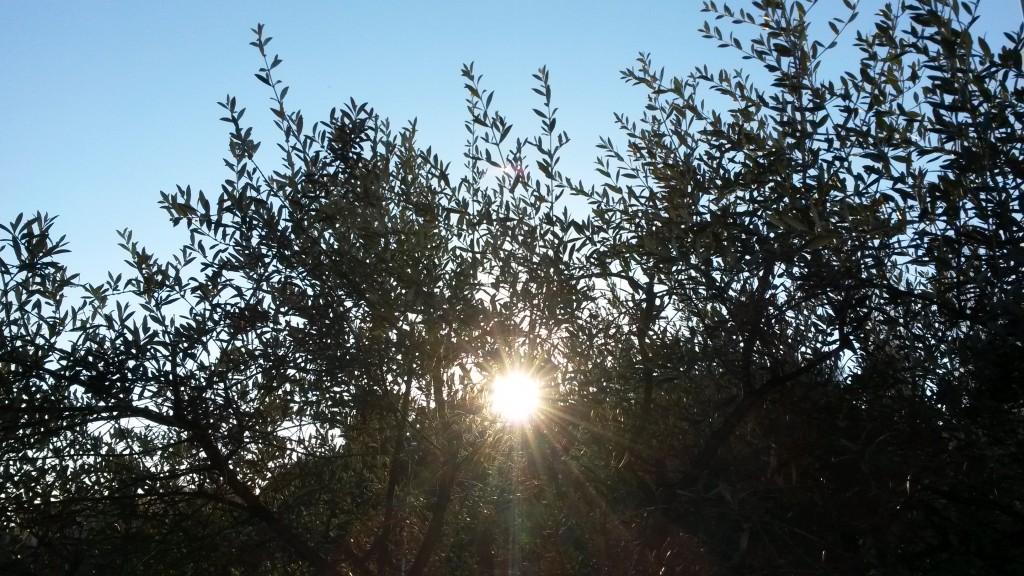 Olio extravergine di oliva nel nostro negozio a Barcellona