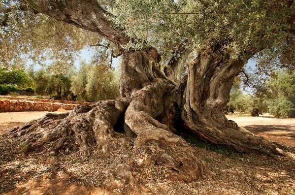 L'albero più vecchio d'oliva in Spagna con 1701 anni
