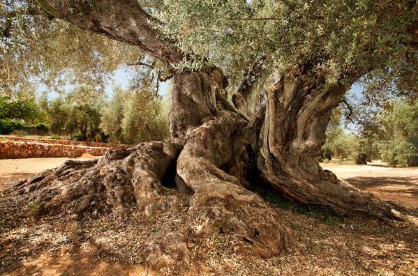 Den ældste oliventræ i Spanien med 1701 år