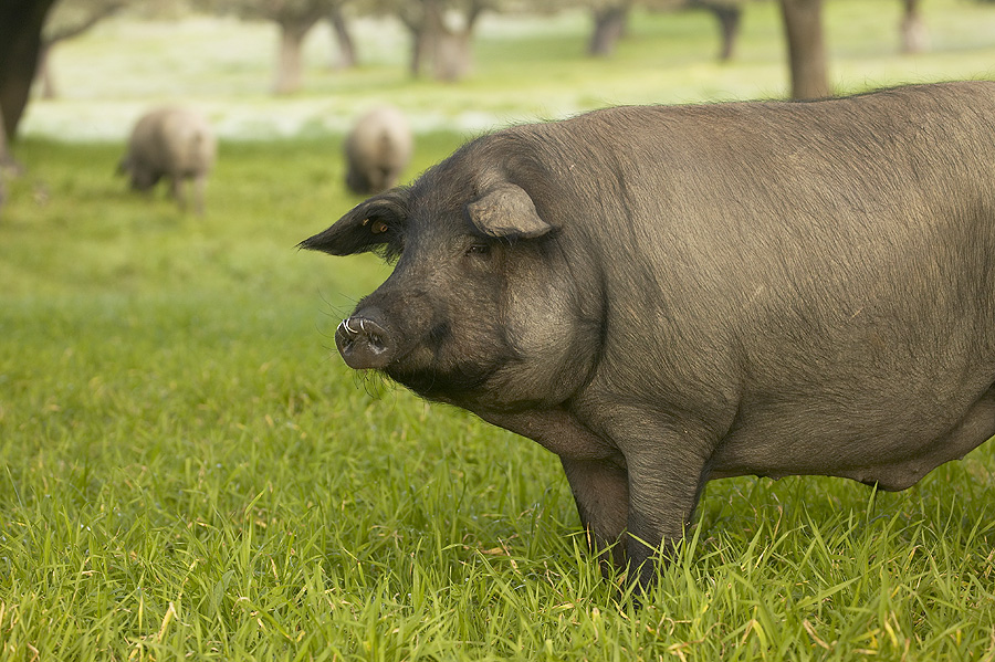 האם אתה יודע איך בשר חזיר וכתף שונים??