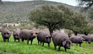 Guijuelo-dehesa