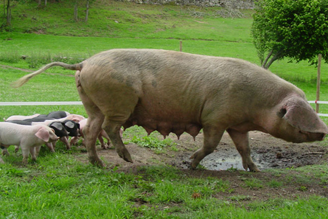 ¿É mellor o xamón ibérico dun porco femia que un porco macho??